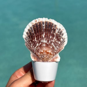 Natural Scallop Shell Night Light – Handmade Coastal Plug-In Decor - Coastal Home Decor
