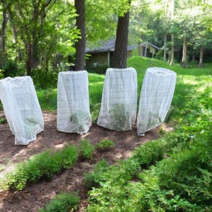 May include: Four white plant covers protect young plants in a garden setting. The covers are cylindrical and made of a mesh material, shielding the plants from the elements. The garden is surrounded by trees and lush greenery.