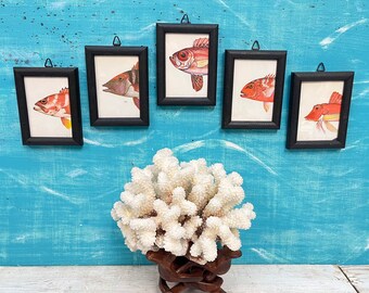 Vintage Framed Fish Prints: Pink Coral, Beach House Wall Art, Set of 5