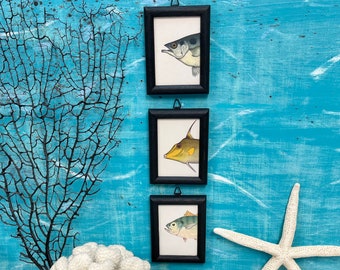 Vintage Framed Fish Prints: Set of 3, Coastal Beach House Art At CastawaysHall