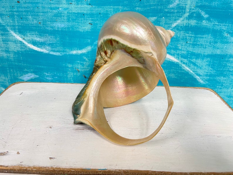 Large Vintage Turbo Marmoratus Container, Polished and Cut Vintage Green Turban Shell, Turbo Shell Vase, Aquarium Decor at CastawaysHall image 6