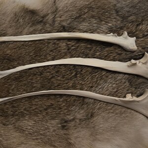May include: Three off-white, elongated animal rib bones arranged horizontally. Each bone features a curved, slender shaft that tapers toward one end and terminates in a wider, textured, and irregular joint structure at the opposite end.