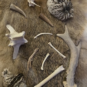 May include: A collection of natural specimens including a large deer antler, various white animal bones, vertebrae, and two clusters of black and white spotted feathers. The assortment features diverse skeletal shapes and textures.