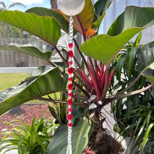 May include: A decorative seashell wind chime with red beads and a clear crystal pendant. The wind chime hangs in front of lush green plants with large leaves. The seashell is white and the beads are a vibrant red.