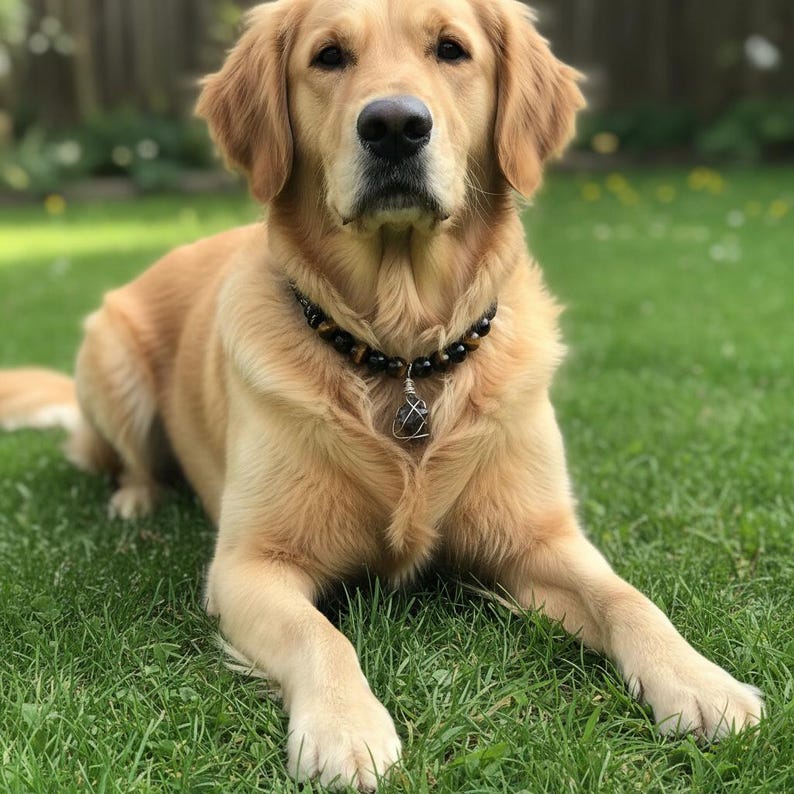 Może przedstawiać: Golden retriever w czarnym i brązowym naszyjniku z koralik&oacute;w ze srebrną zawieszką. Pies leży na zielonej trawie, patrząc prosto w kamerę. Tło obejmuje drewniane ogrodzenie i więcej zielonej trawy.