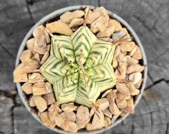 2" Pot - Variegated Euphorbia Meloformis | Rare Succulent, Collectors Plant, Striped Green & Cream Euphorbia