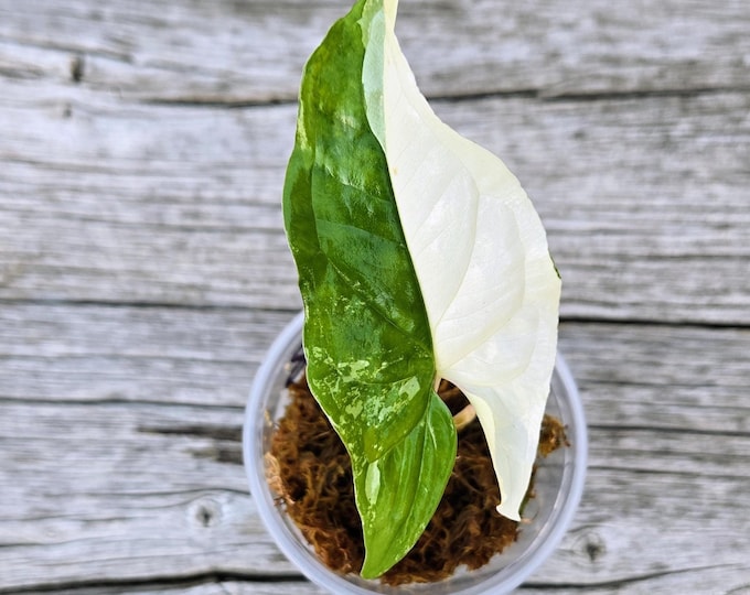 Featured listing image: Rare Variegated Syngonium Albo Cutting: Rooted Node Propagation