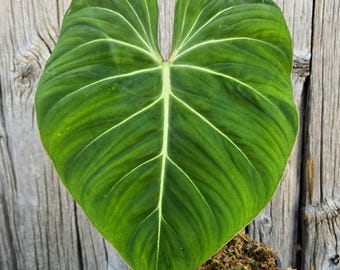 Anthurium Gloriosum de forma redonda grande – Arácea aterciopelada rara / Elija su planta exacta / Vendedor en EE. UU.