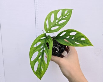 3" Monstera Adansonii - Swiss Cheese Plant Starter | Rare Aroid, Easy Houseplant