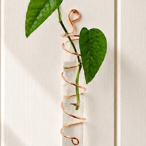 May include: A clear glass test tube vase with a copper wire wrap, holding a green plant with two large leaves. The vase is mounted on a white wooden wall, with sunlight casting shadows.