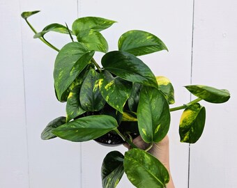 6" Golden Pothos Plant – Easy Care Indoor Vine | Beginner Friendly Hanging or Climbing Houseplant