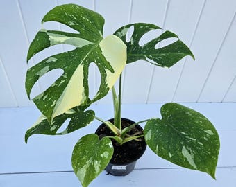 EXACT PLANT Variegated Thai Constellation Monstera - Rare Marbled Aroid