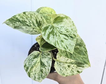 4" Rare Snow Queen Pothos – Variegated Plant – High Variegation Houseplant