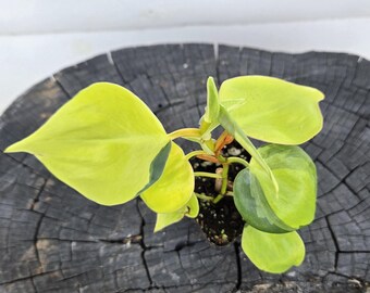 Philodendron Brasil – 2” Variegated Heartleaf Starter Plant – Vibrant Indoor Vine