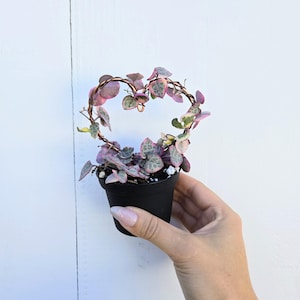 May include: A small, black pot holds a String of Hearts plant, with heart-shaped leaves in shades of pink, green, and purple. The plant is trained to grow in a heart shape, supported by a copper wire frame. The plant is held by a hand.