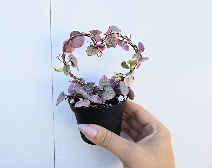 Featured listing image: Variegated String of Hearts Plant with Handmade Copper Heart Trellis
