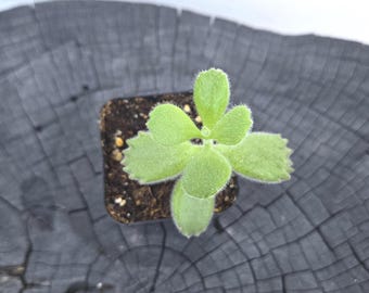 Bear Paw Succulent – Cotyledon Tomentosa | 2” Potted Live Plant | Fuzzy & Adorable