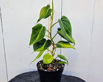 4" Philodendron Brasil – Variegated Heartleaf Plant – Vibrant Indoor Vine
