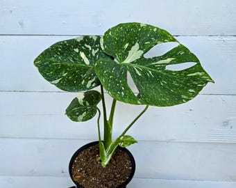 RARE Plants
