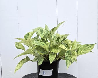 Rare Snow Queen Pothos - 6" Pot - Highly Variegated Trailing Houseplant