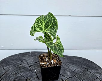 RARE Plants