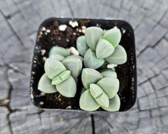 Corpyuscularia lehmannii “Ice Plant” – 2" Live Succulent