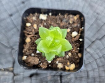 Haworthia Cymbiformis – 2” Pot – Translucent Window Succulent