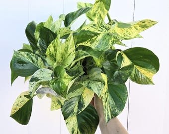 6" Marble Queen Pothos: Variegated Tropical Indoor Plant