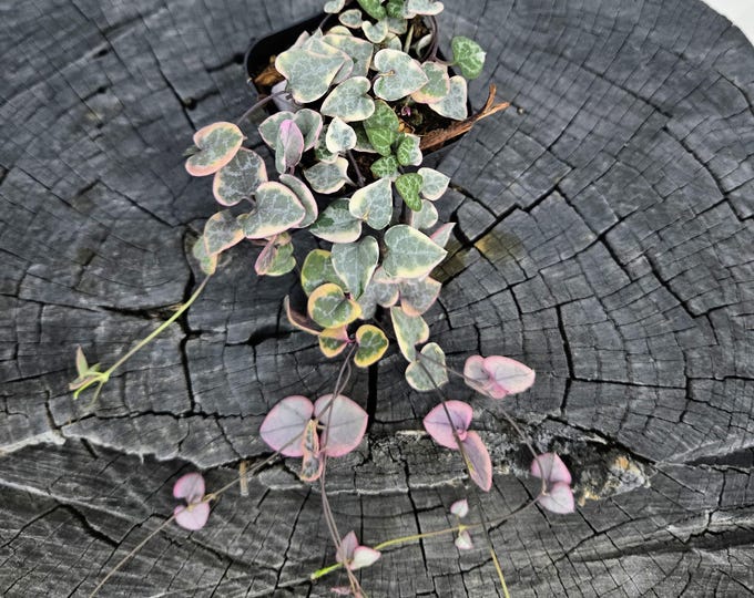Featured listing image: Variegated String of Hearts – 2" Pot – Ceropegia Woodii Variegata