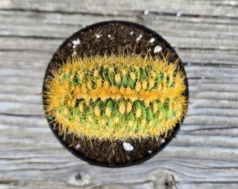 Espostoa Guentheri f. Cristata | Rare Crested Espostoa Cactus | 3” Pot | Collector Plant