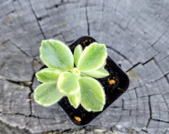 Variegated Bear Paw Succulent - Cotyledon Tomentosa - 2" Fuzzy Plant