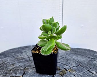 Bear Paw Succulent – Cotyledon Tomentosa | 2” Potted Live Plant | Fuzzy & Adorable