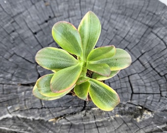 Crassula Ovata ‘Variegata’ – 2" Live Variegated Jade Plant
