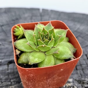 Sempervivum ‘Metalicum’ – 2&quot; Live Succulent (Hens & Chicks)
