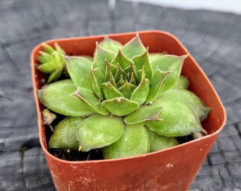 Succulents