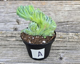 Myrtillocactus Geometrizans ‘Fred’ Crested | Rare Crested Cactus | 3” Pot | Collector Plant