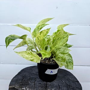Rare Snow Queen Pothos - 6&quot; Pot - Highly Variegated Trailing Houseplant
