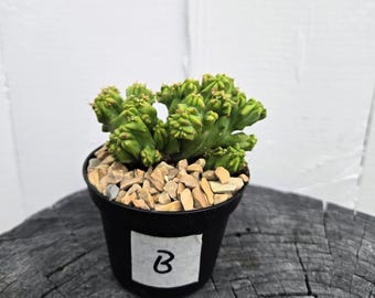 Cereus Forbesii Monstrose Cactus: Rare Ming Thing, Sculptural Succulent