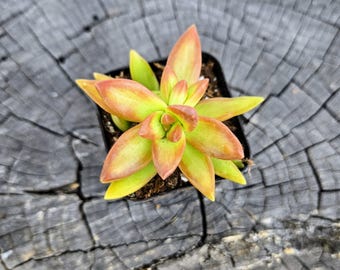 Sedum Adolphi ‘Firestorm’ – 2" Live Golden Succulent