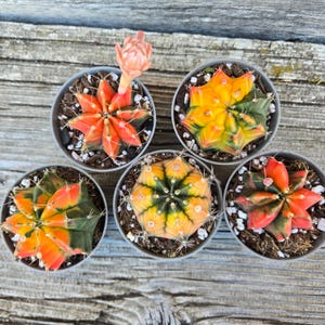 May include: Five Gymnocalycium mihanovichii cacti in individual round pots. Each cactus displays vibrant variegated patterns of orange, yellow, and green. One cactus features a single, pale pink flower bud extending upward from its center.