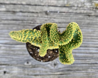 Opuntia Microdasys ‘Monstrose Golden Swirl’ | Unique Bunny Ear Cactus | 3” Pot
