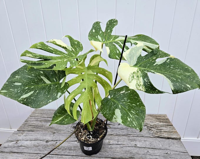 Featured listing image: EXACT PLANT Thai Constellation Monstera Plant – Bushy Variegated 6" Pot