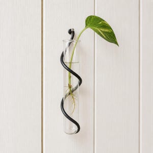 May include: A clear glass propagation vase with a black metal spiral design, holding a green plant with a variegated leaf. The vase is mounted on a white wooden wall, showcasing a minimalist aesthetic.