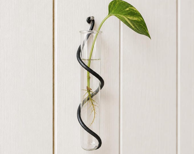 Featured listing image: 6.5" Wall Propagation Vase - Hand Forged Metal Plant Cutting Holder | Glass Tube Bud Vase | Minimalist Botanical Wall Decor