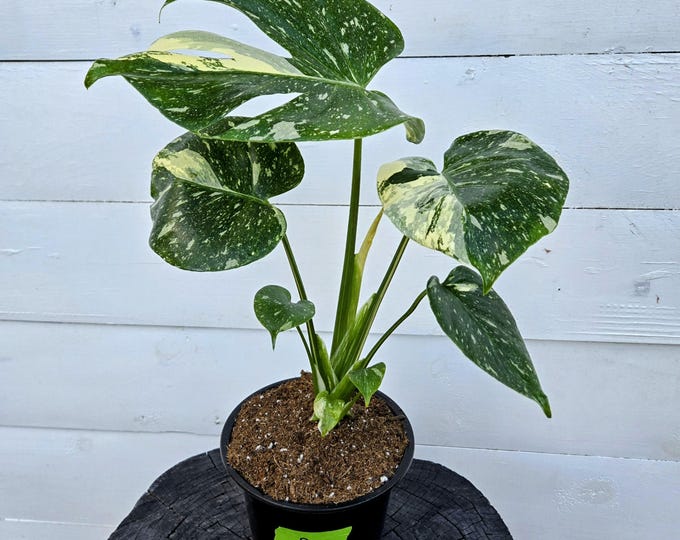 Featured listing image: 15in+ Variegated Thai Constellation Monstera – Rare Aroid with Stunning Marbled Leaves – Choose Your Plant