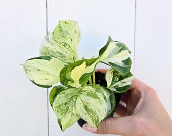 Manjula Pothos Live Plant | Variegated Epipremnum Houseplant, Marble Swirls