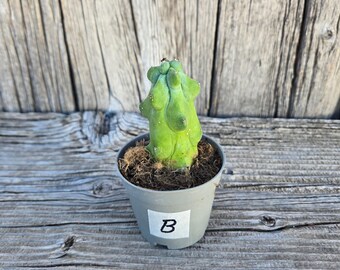 Boobie Cactus Plant – Rare Myrtillocactus geometrizans, 2" Pot