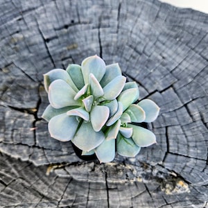 Echeveria Pulidonis – 2” Pot | Blue-Green Rosette | Easy-Care Succulent