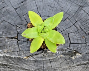 Sedum Adolphi ‘Lime Gold’ – 2" Live Succulent