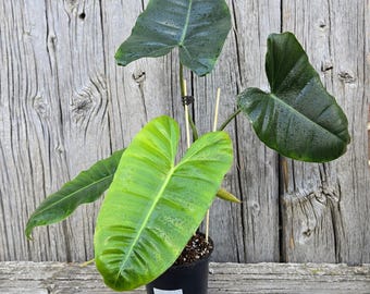RARE Plants